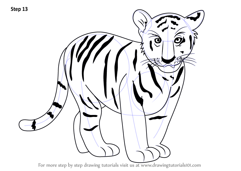 844x598 Learn How To Draw Tiger Cub - Cub Drawing