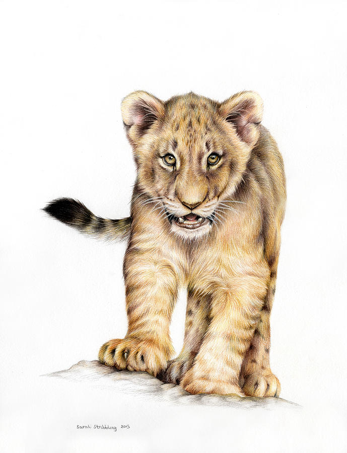 689x900 Lion Cub Colour Pencil Drawing Painting - Cub Drawing