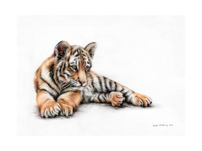 400x300 Tiger Cub Colour Pencil Drawing Art Print - Cub Drawing