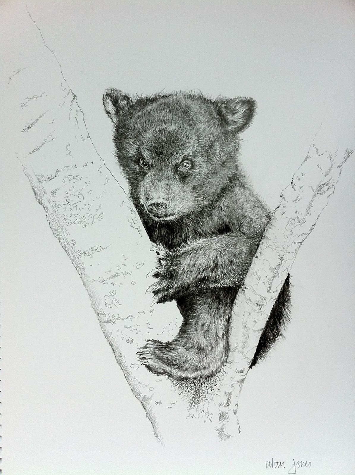 1195x1600 Bear Cub Drawing - Cub Drawing