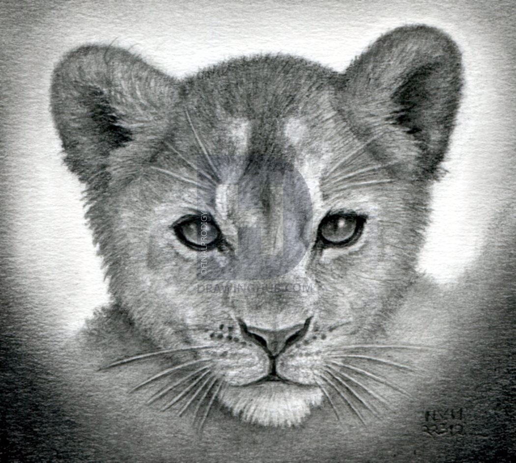 1050x942 how to draw a lion cub, lion cubs, step - Cub Drawing