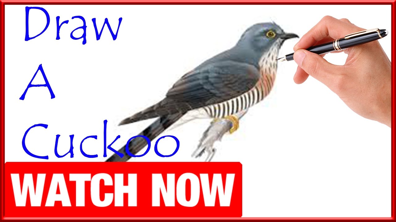1280x720 How To Draw A Cuckoo - Cuckoo Drawing