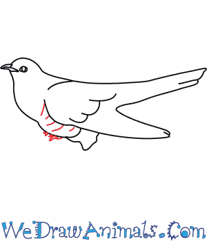 300x350 How To Draw A Cuckoo - Cuckoo Drawing