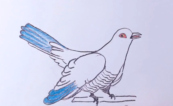 575x352 How To Draw A Cuckoo Bird Easy Step - Cuckoo Drawing