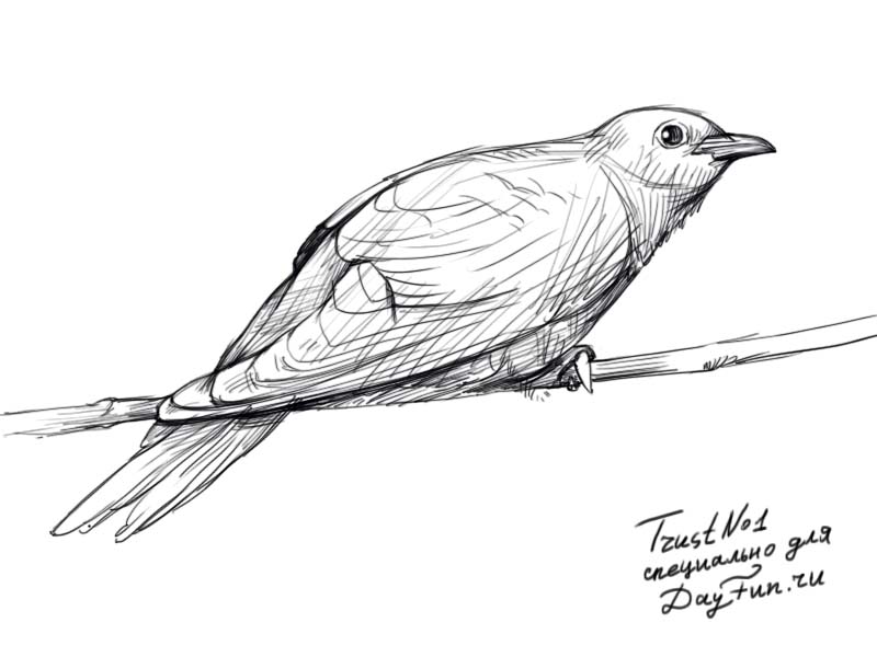800x600 How To Draw A Cuckoo Step - Cuckoo Drawing