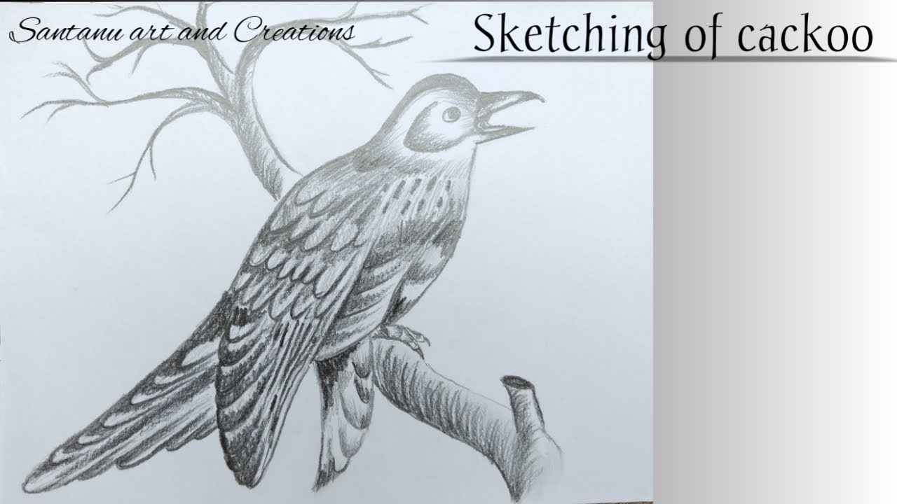 1280x720 How To Draw Cuckoo Bird With Pencil Sketch - Cuckoo Drawing