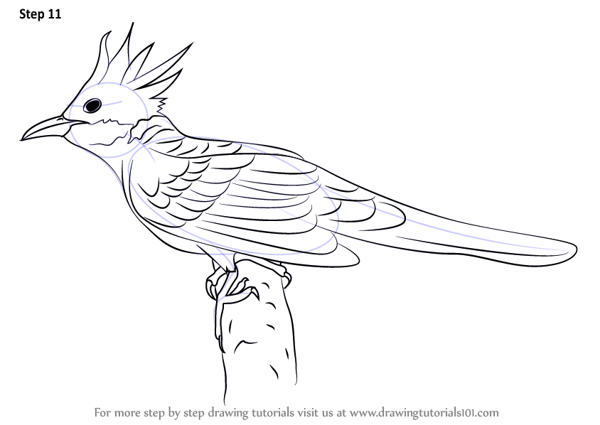 844x598 Learn How To Draw A Cuckoo - Cuckoo Drawing