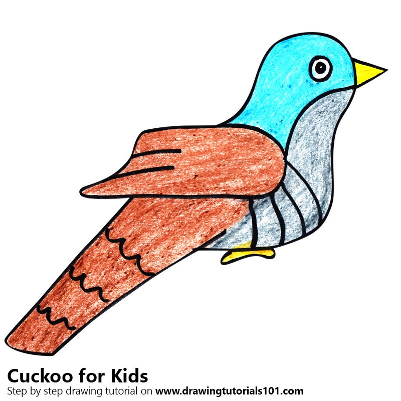 800x800 Learn How To Draw A Cuckoo For Kids - Cuckoo Drawing