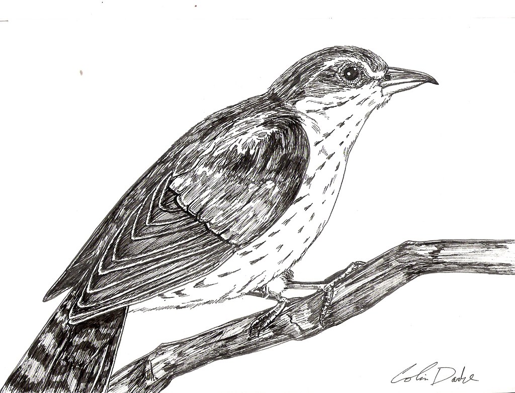 Cuckoo Drawing at PaintingValley.com | Explore collection of Cuckoo Drawing