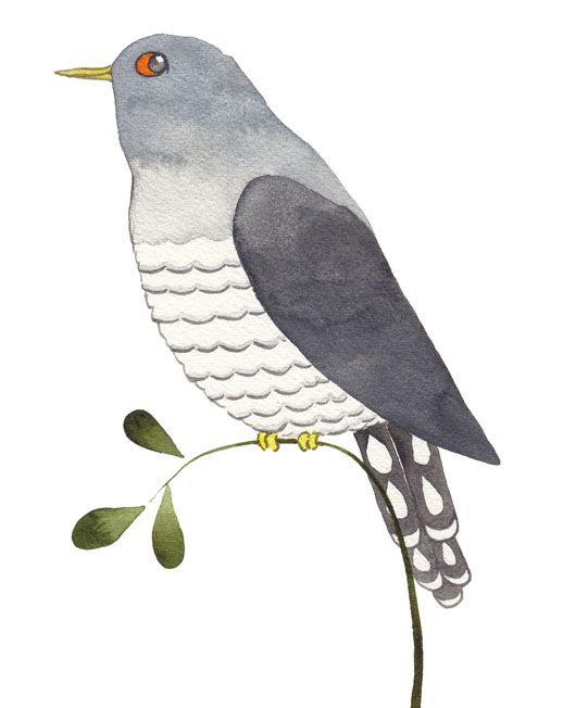 518x652 Cuckoo Drawing In Bird Drawings, Bird Art, Watercolor Bird - Cuckoo Drawing