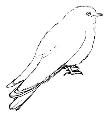 350x373 How To Draw A Cuckoo - Cuckoo Drawing