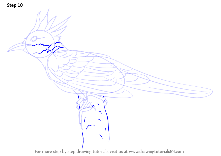 844x598 How To Draw A Cuckoo - Cuckoo Drawing