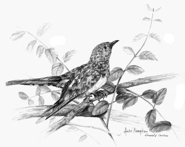 375x298 Emerald Cuckoo Drawing - Cuckoo Drawing