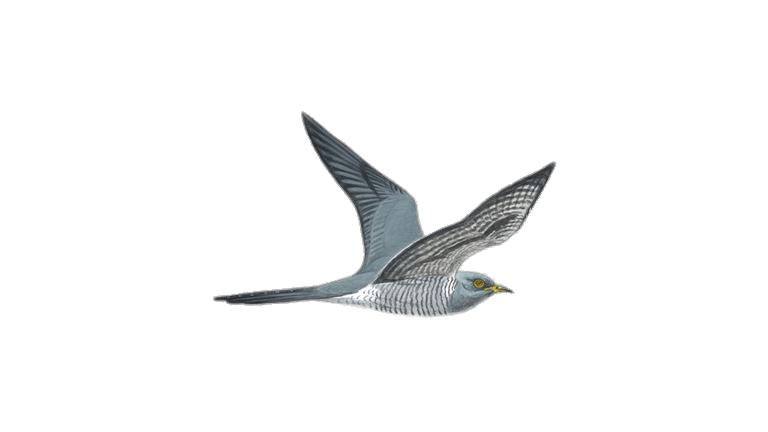 768x432 Flying Cuckoo Drawing Transparent Png - Cuckoo Drawing