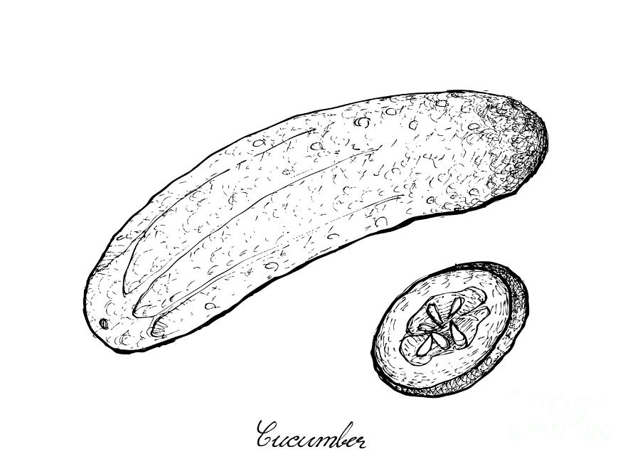 900x652 Hand Drawn Of Fresh Green Cucumber On White Background - Cucumber Drawing