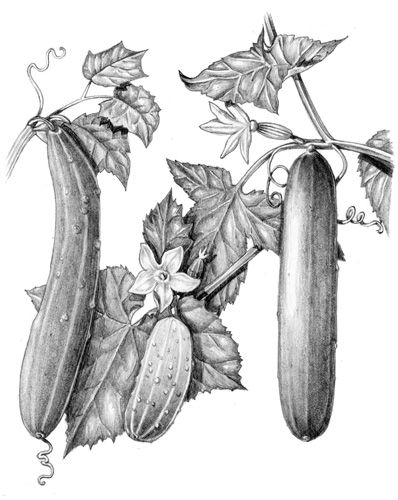 398x500 Lizzie Harper Pencil Illustration Of Cucmbers Botanical Art - Cucumber Drawing