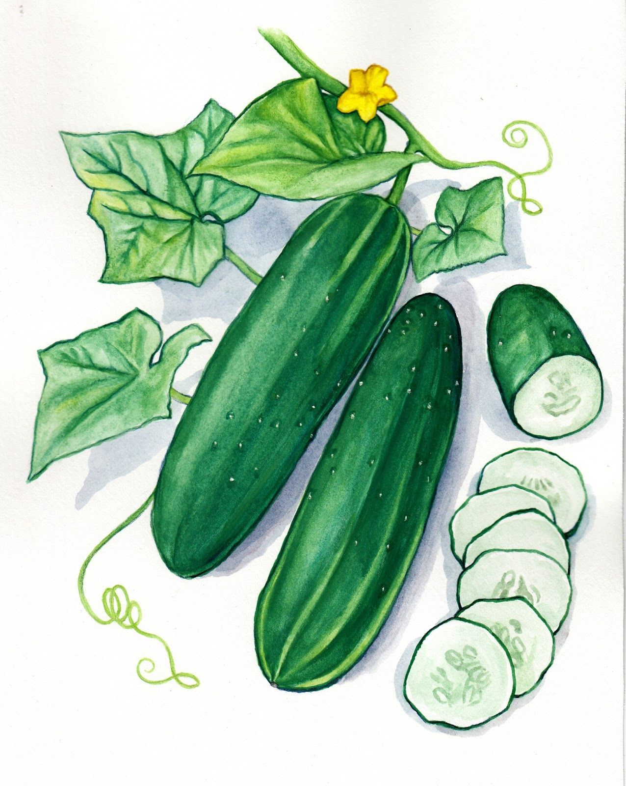 1276x1600 Cucumber Botanical Illustration - Cucumber Drawing