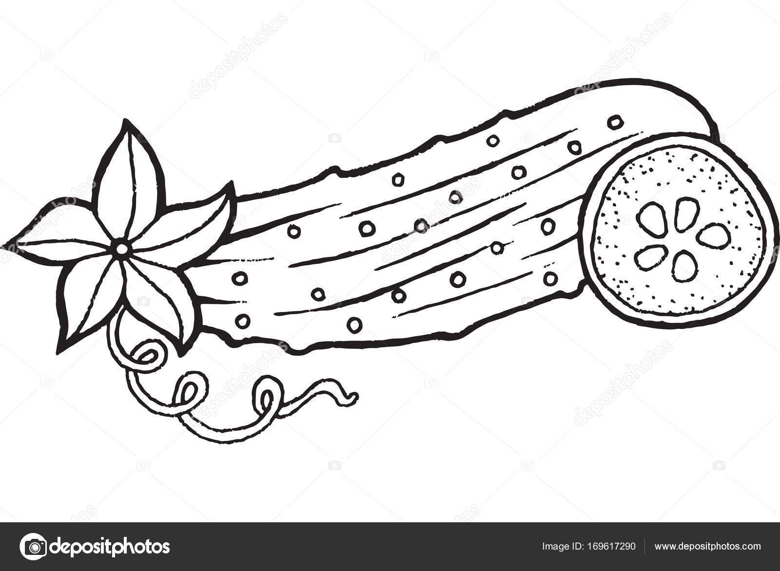 1600x1172 Cucumber Drawing Draw For Free Download - Cucumber Drawing