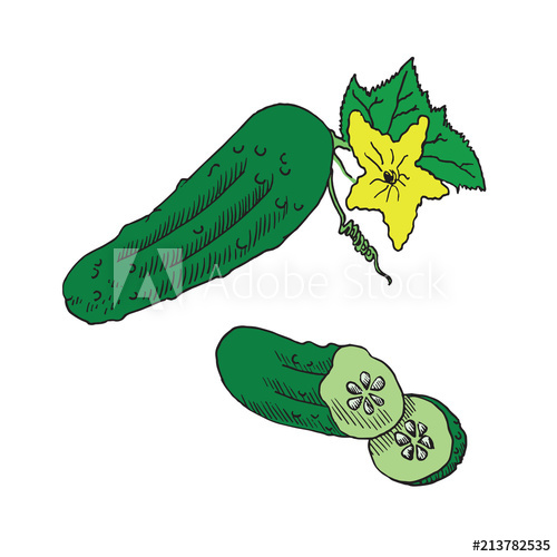 Cucumber Slice Drawing at Explore collection of
