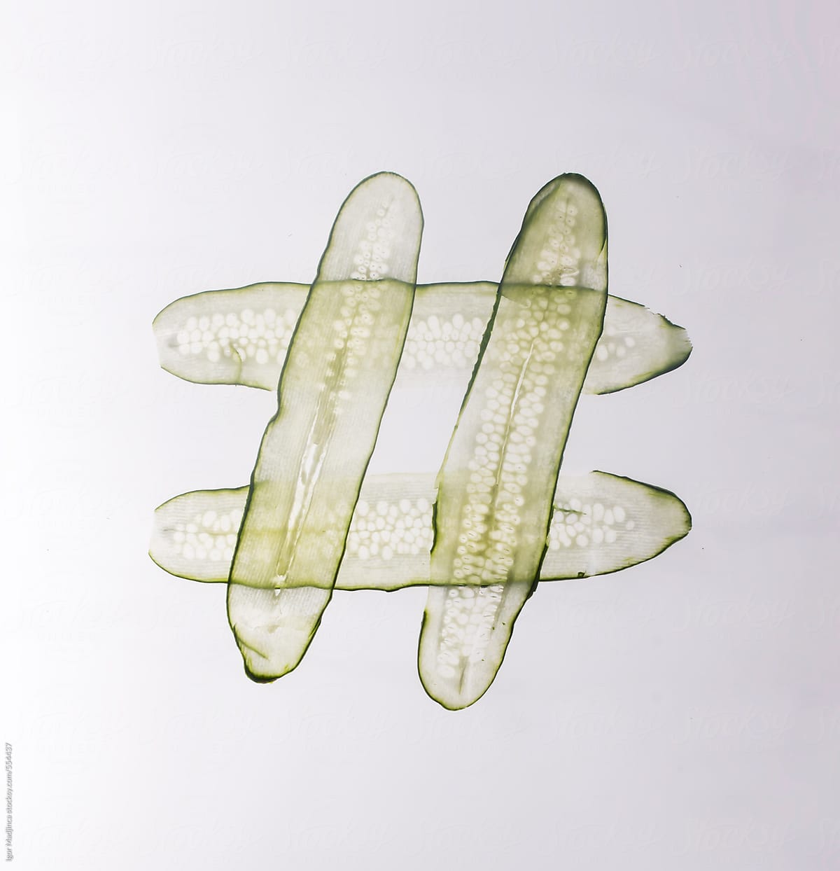 1200x1244 hashtag made of cucumber slices stocksy united - Cucumber Slice Drawing