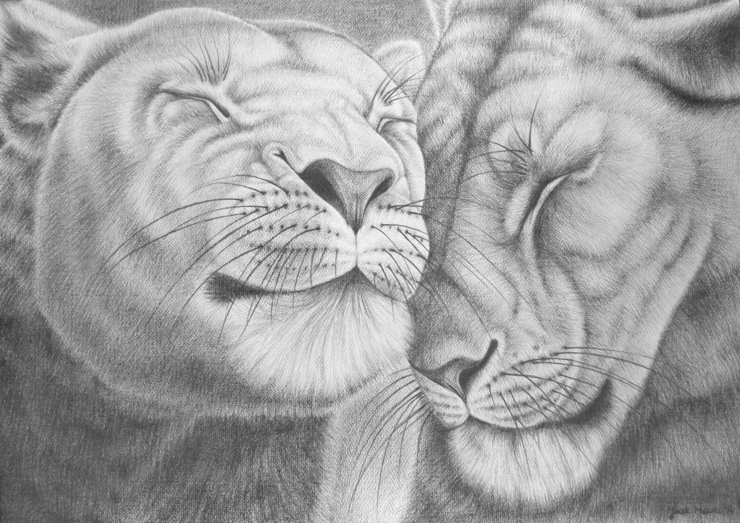 1500x1060 cuddling lions original pencil drawing x etsy - Cuddling Drawing
