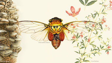 378x212 Drawing Nature, Science And Culture Natural History Illustration - Culture Drawing