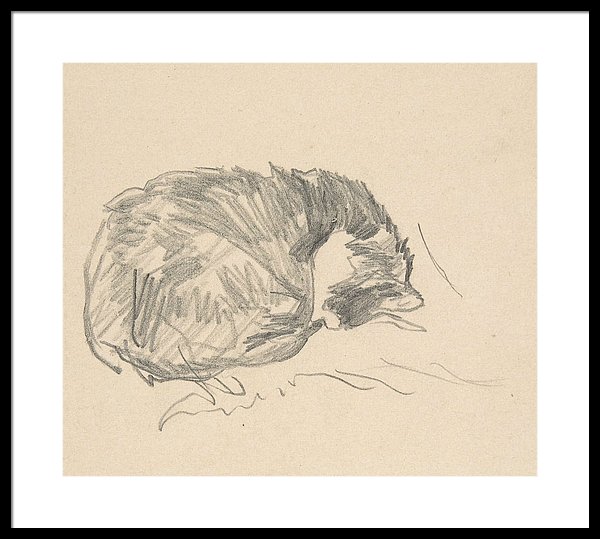 Curled Up Cat Drawing at Explore collection of