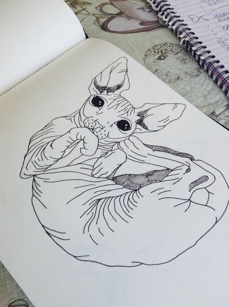 772x1034 curled up sphynx cat - Curled Up Cat Drawing