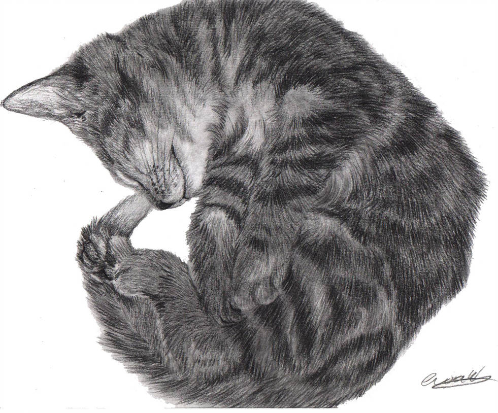 Curled Up Cat Drawing at Explore collection of