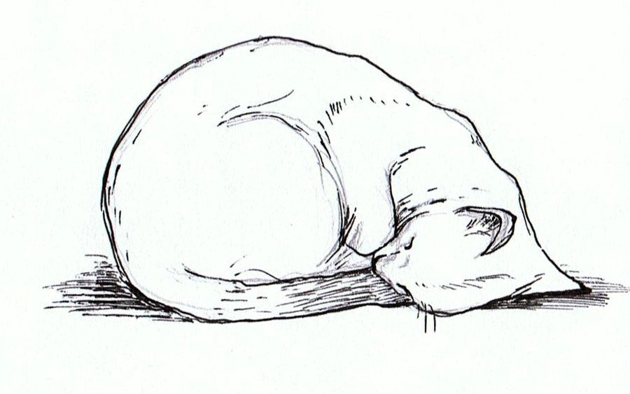 900x563 curled up cat - Curled Up Cat Drawing