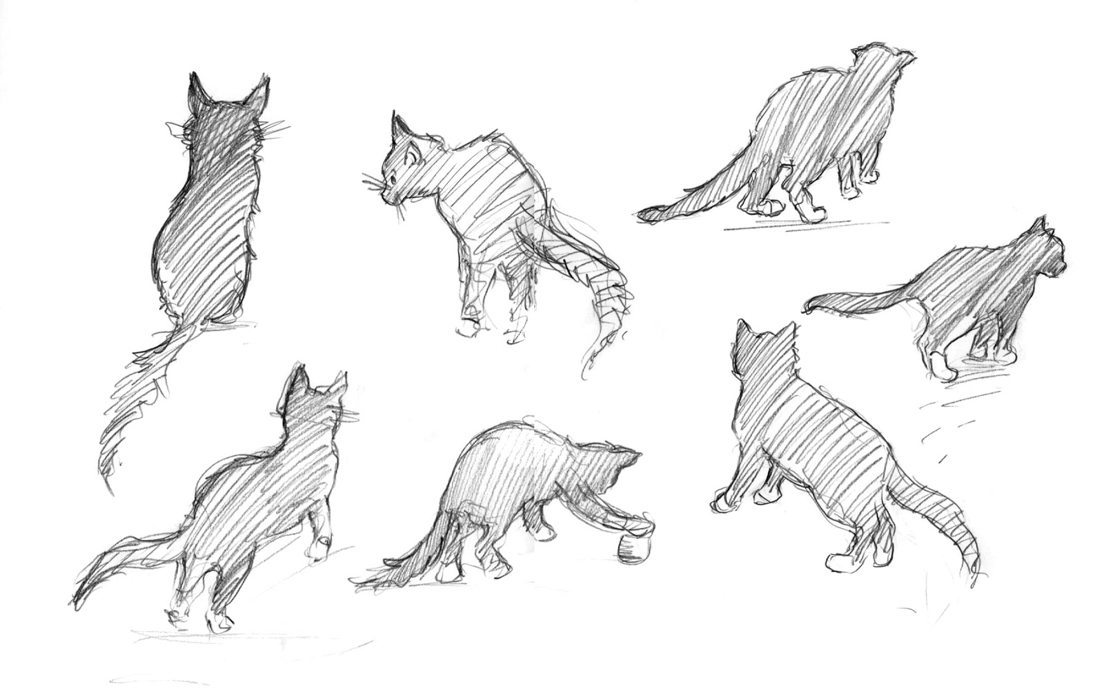 1600x1005 cat skeleton drawing - Curled Up Cat Drawing