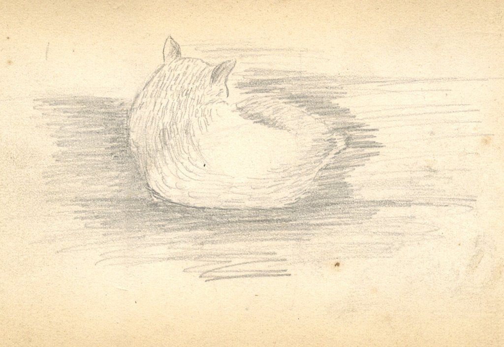 Curled Up Cat Drawing at Explore collection of