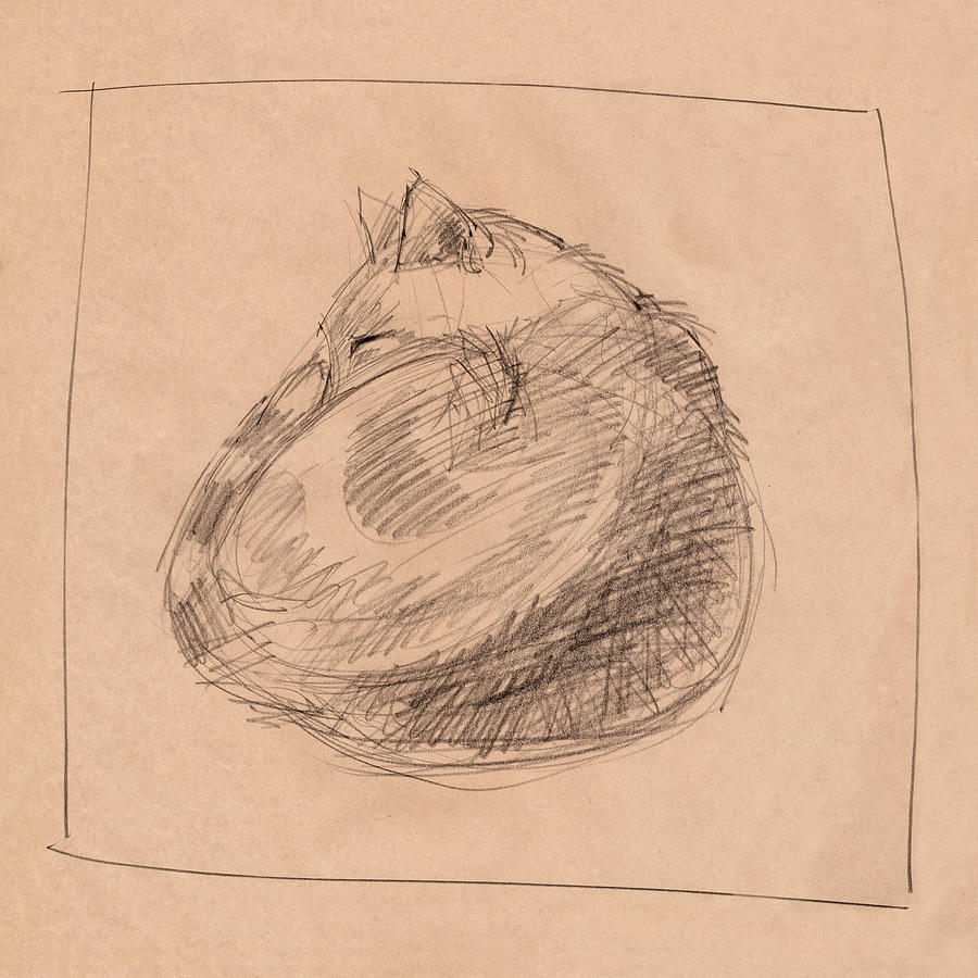 Curled Up Cat Drawing at Explore collection of