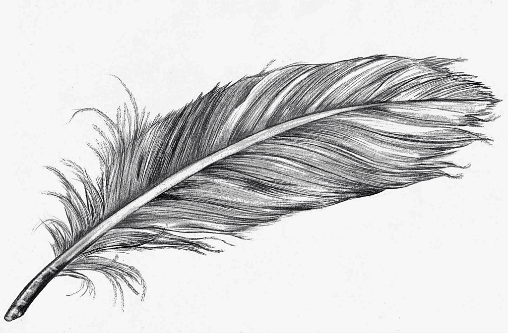 Curved Feather Drawing at PaintingValley.com | Explore collection of ...