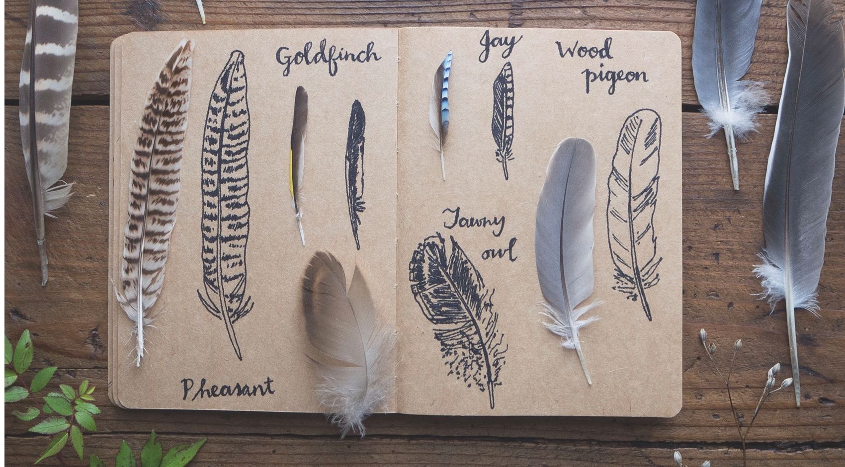 1700x940 How To Draw Feathers - Curved Feather Drawing