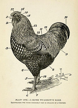 250x345 list of poultry feathers - Curved Feather Drawing