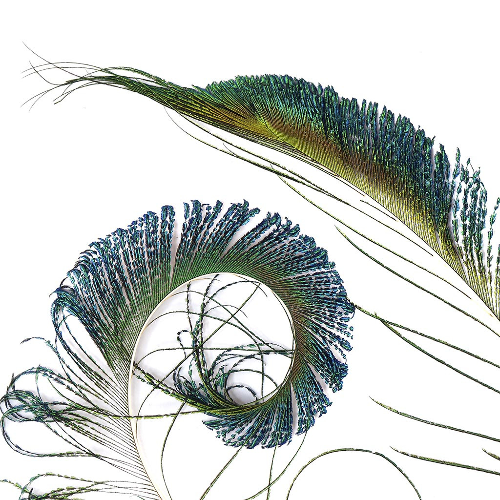 1024x1024 Peacock Feather Swords Natural - Curved Feather Drawing