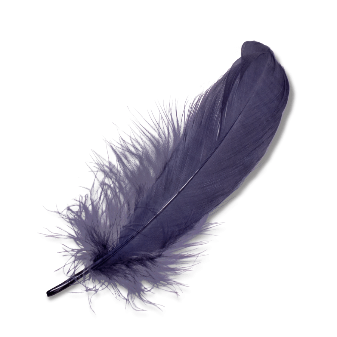 1120x1120 Purple Feather Transparent Png - Curved Feather Drawing