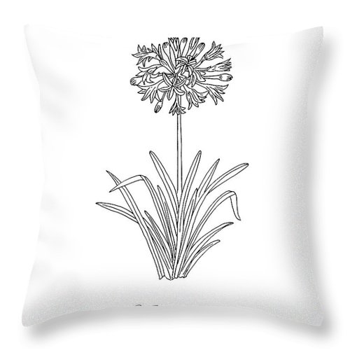 Cushion Drawing