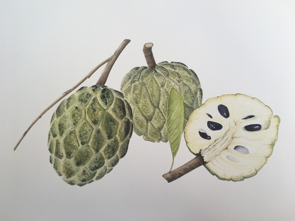 1000x750 Custard Apple - Custard Apple Drawing