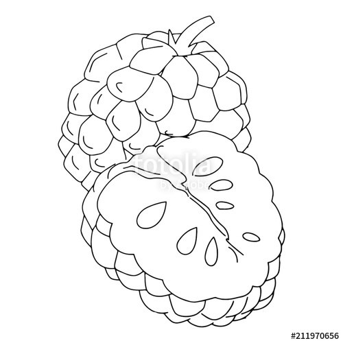 Cool Outline Custard Apple Drawing The Campbells Possibilities