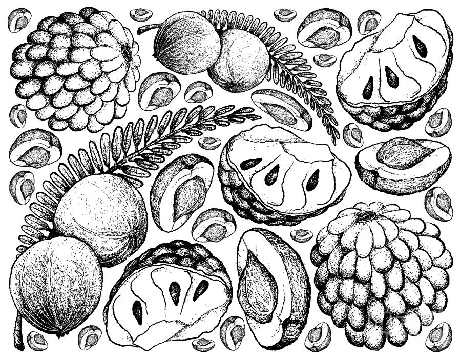 900x700 Hand Drawn Of Indian Gooseberry And Custard Apple Background - Custard Apple Drawing