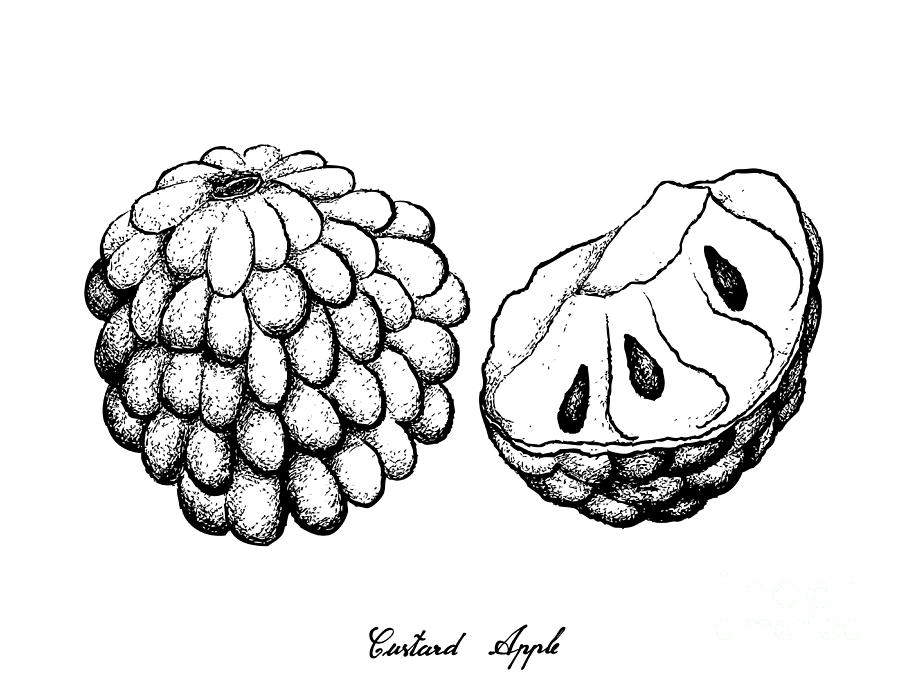 900x675 Hand Drawn Of Ripe Custard Apple On White Background Drawing - Custard Apple Drawing