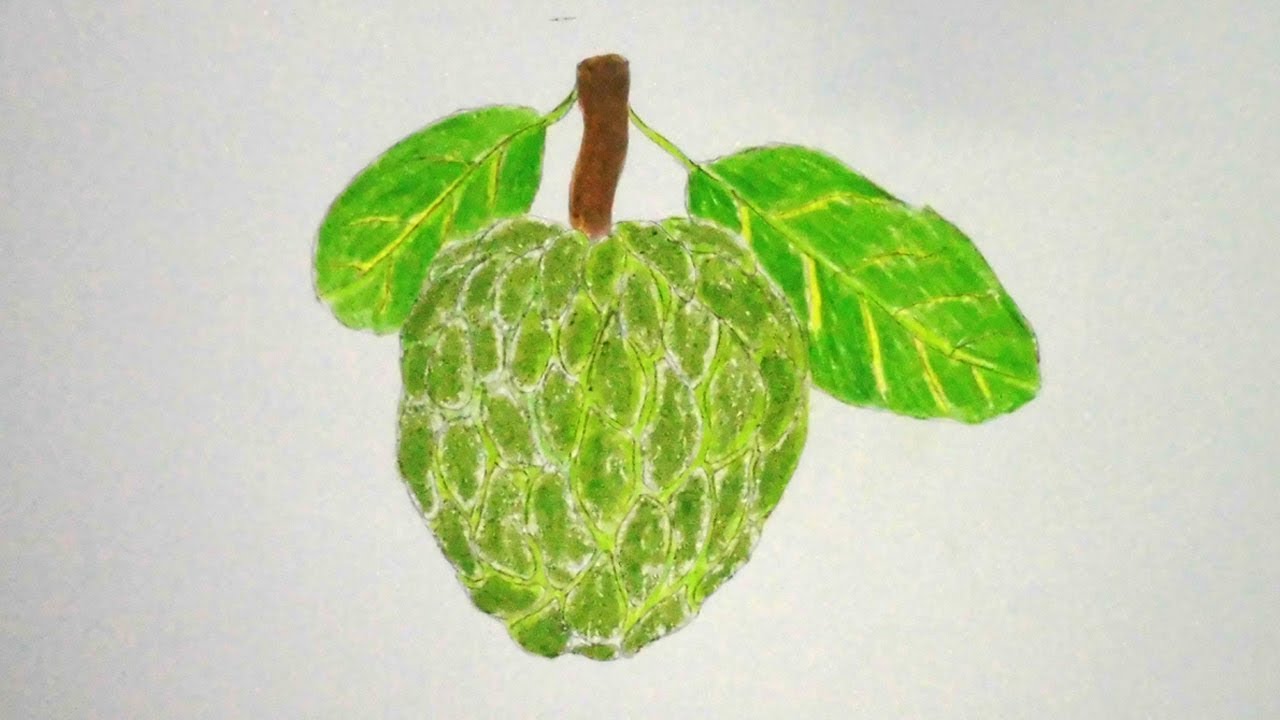 1280x720 How To Draw Custard Apple Step - Custard Apple Drawing