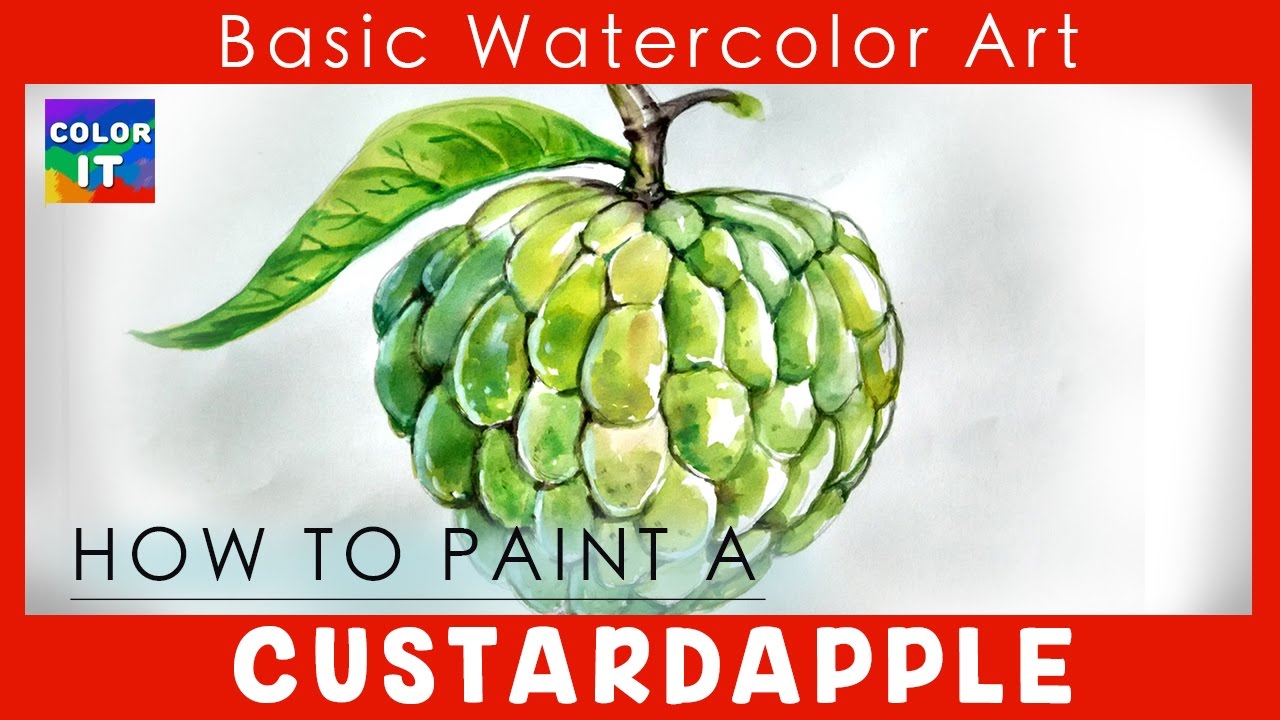 1280x720 Learn Easy Steps To Draw Custard Apple Step - Custard Apple Drawing
