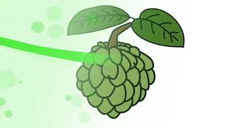 320x180 All Clip Of How To Draw Custard Apple - Custard Apple Drawing
