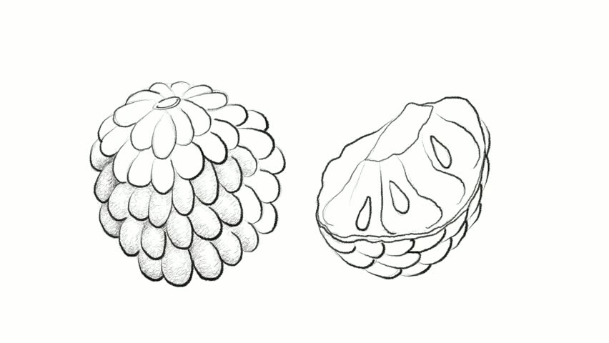 852x480 Tropical Fruit, Motion Clip Of Stock Footage Video - Custard Apple Drawing