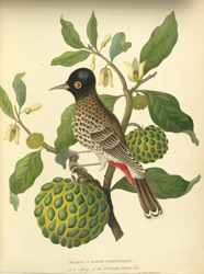 186x250 Bulbul Or Indian Nightingale, On A Sprig Of The Custard Apple Tree - Custard Apple Drawing