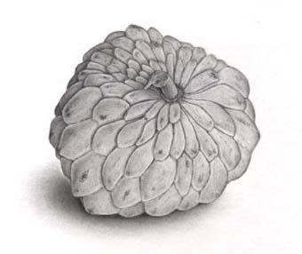 340x286 challenges, november - Custard Apple Drawing