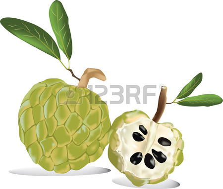 450x383 Custard Apple Drawing - Custard Apple Drawing